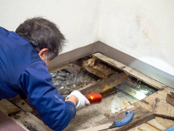  Quail Creek, TX Mold Removal Pros