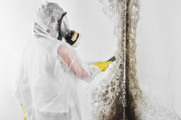 Best Local Mold Removal Service  in Quail Creek, TX
