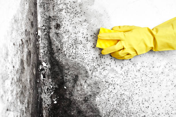 Professional Mold Removal in Quail Creek, TX