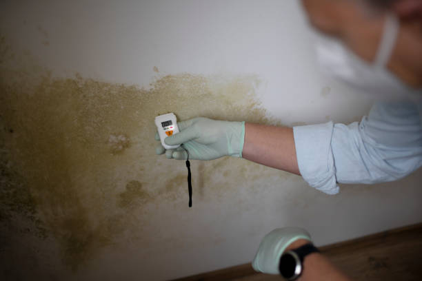 Best Emergency Mold Removal  in Quail Creek, TX