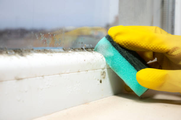 Best Home Mold Removal  in Quail Creek, TX