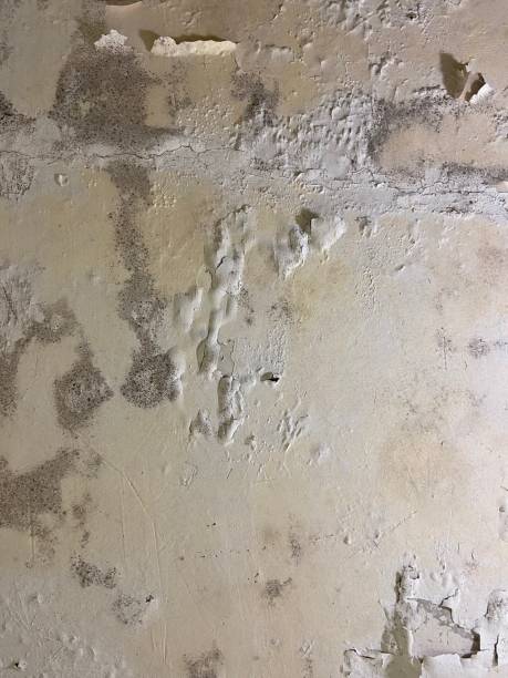 Best Toxic Mold Removal  in Quail Creek, TX
