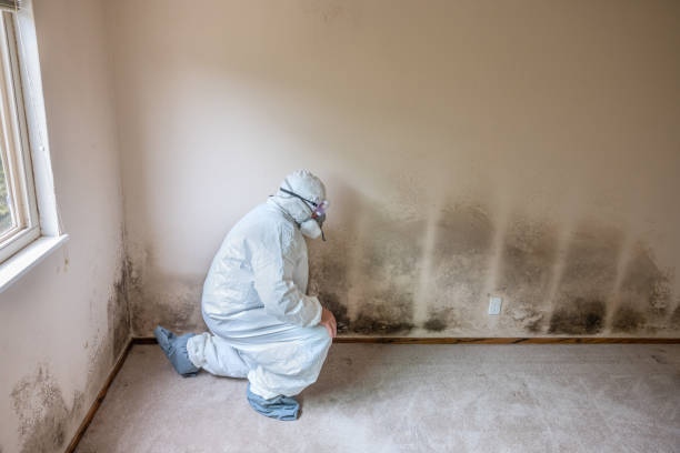 Best Mold Damage Repair  in Quail Creek, TX