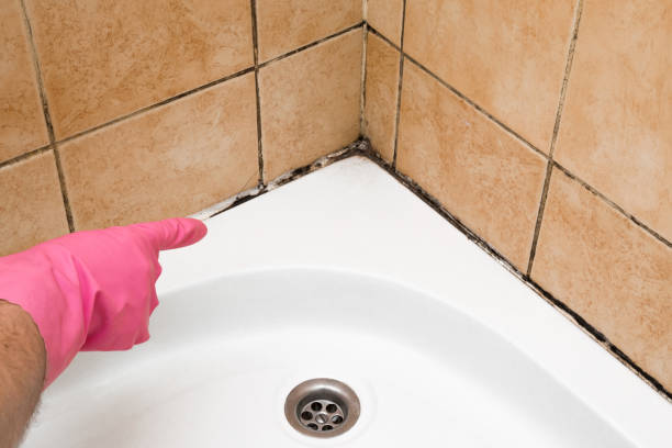 Best Professional Mold Removal  in Quail Creek, TX