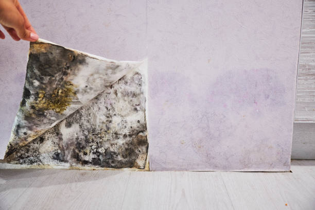 Best Mold Removal Near Me  in Quail Creek, TX